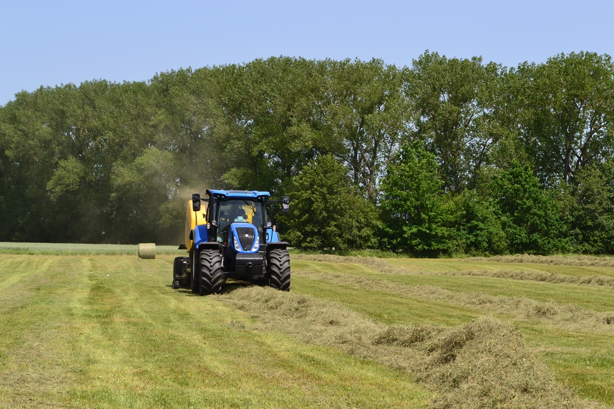 Arbo_picniny_NewHolland020.JPG